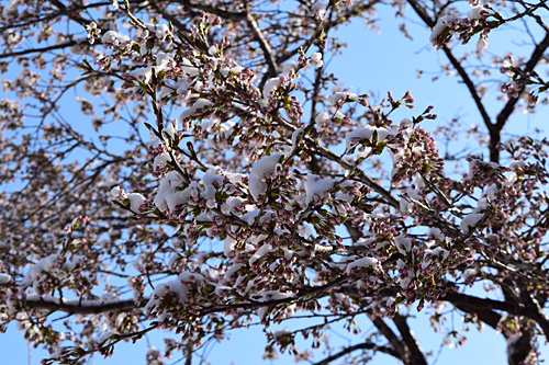 咲き始めた桜にも雪が