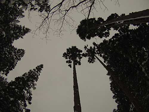 杉の高さは約１５ｍ。