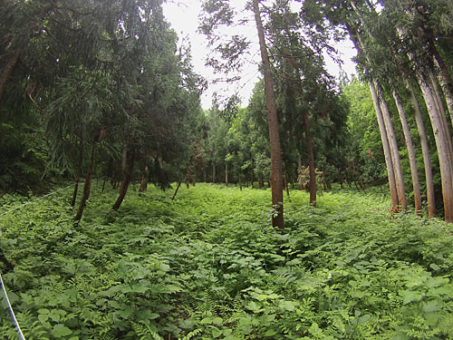 通称「ワラビ畑」の杉林の整備作業。