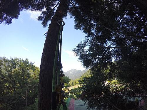 樹上からは大源太山が見えました。