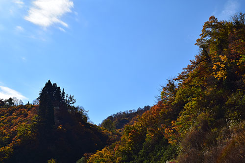 大沢峠の紅葉がきれいでした。