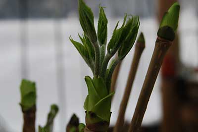 １月５日に促成栽培を開始したコシアブラも早いものがようやく開きはじめました。
