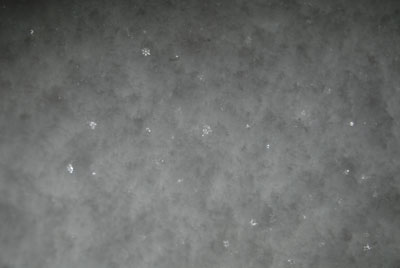 久しぶりに雪の結晶を見つけました。