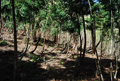 この杉林は、１ｍ～４ｍくらいの高さの自生のコシアブラがあります。