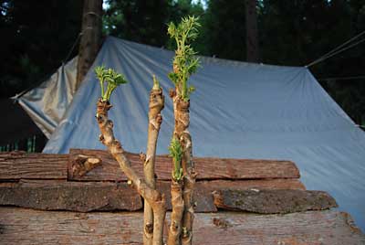 ８月３日に仕込んだタラの木は、良い具合に育っています。