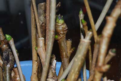 １月１９日に仕込んだコシアブラも芽が一皮むけて青くなってきました。