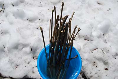 雪の上に出ていた農園のコシアブラの芽を２０本ばかり収穫してきました。
