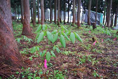 杉林の中に植えたコシアブラも元気に葉を開きました。