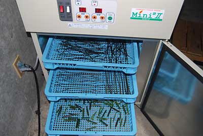 先日、大量に採ってきたワラビは、乾燥機で乾燥中です。