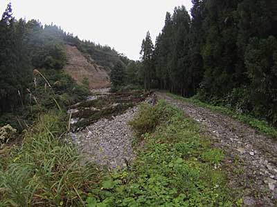 林道の奥の方では、道路が水で削られ杉も倒れていました。