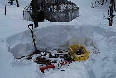 昨年の暮れに雪の下に保管していたタラの木とコシアブラの苗を掘り出しました。<br>