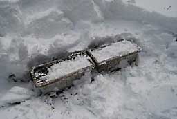 行者ニンニクのプランターを雪の中から掘り出しました