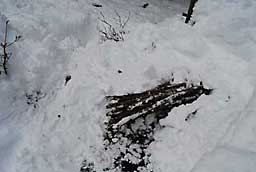 タラの木も雪の中から掘り出しました