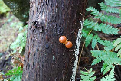 昨年駒を打った杉のホダ木に出たナメコも大きくなってきました。