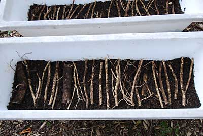 １５ｃｍに切ったタラの根を敷き詰めます。