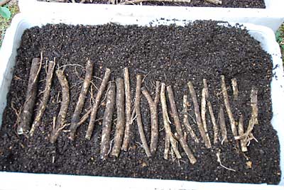 根っこを１５ｃｍに長さに切ってご注文用の根さし苗を作ります。