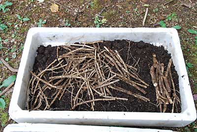残った根挿し用の苗です。約６０本あります。