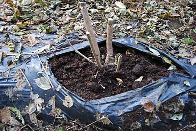 幹を切ったタラの木に完熟牛糞堆肥を施肥しました。