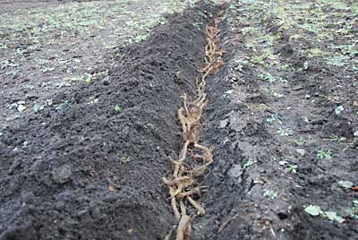 ワラビの養成畑に少しだけワラビの根っこを追加して植えました。