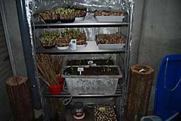 仕込んだタラの木は、簡易実験温室に入れて、促成栽培をします