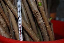 コシアブラの生育のための水温は、１０℃～１５℃が適温らしいです