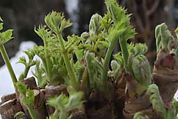 来シーズン用にタラの芽の写真を撮影しました
