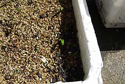 平成２０年８月に種まきした行者ニンニクの発芽が始まっています