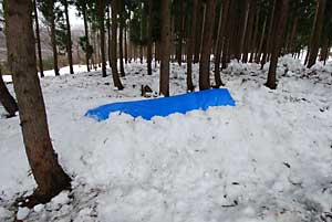 ブルーシートをユンボを使って雪で固定しました