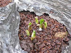昨年、３本ずつ植えた行者ニンニクの芽が６本出て来ました
