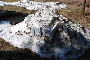 ４月１７日に受取に行った行者ニンニクを雪中保存しておきました