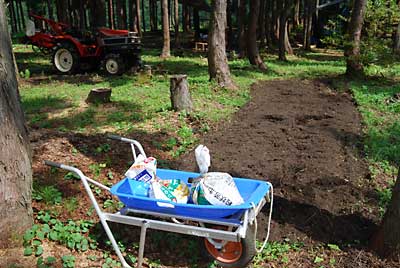 開墾したタラの木畑に苦土石灰と化学肥料を散布しました。