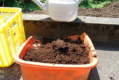 野菜の土とピートモスに水を加えて混ぜます。