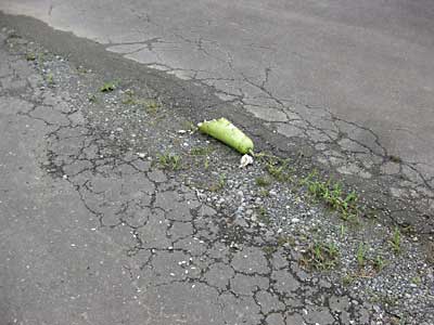 猿が襲撃した野菜が、無残にも道路に投げ出されていました。