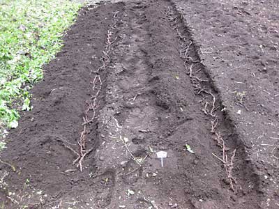 昨日採取して来たワラビの根っこを畑に仮移植しました。