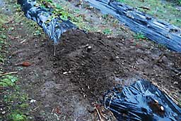 タラの木の１つの株から約９０本の根さし用の根っこが取れました