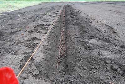 畝にワラビの根っこを置きます。